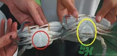 三門青蟹什么時候最肥?青蟹什么季節吃?