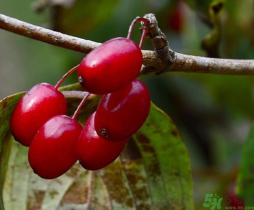 茱萸是什么？重陽節為什么要插茱萸？