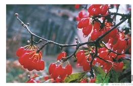 茱萸是什么？重陽節為什么要插茱萸？