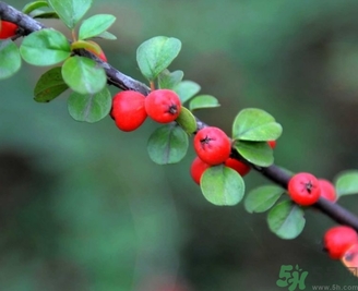 茱萸是什么？重陽節為什么要插茱萸？
