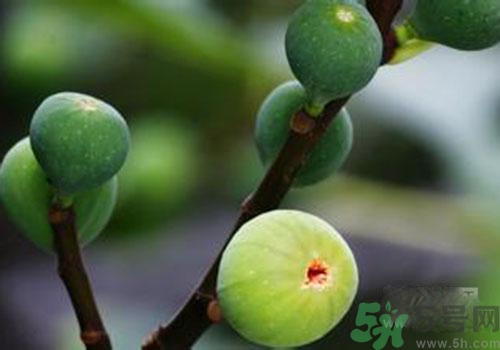 吃無花果會過敏嗎？吃無花果干會過敏嗎？