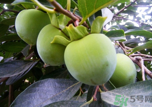 青柿子怎么吃？青柿子能吃嗎？