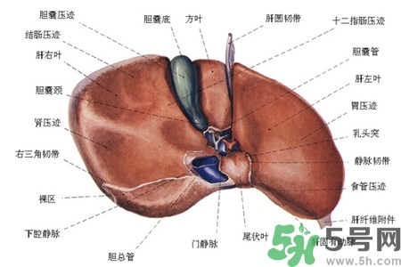 男性護肝的方法有哪些？養肝護肝必吃3大營養素
