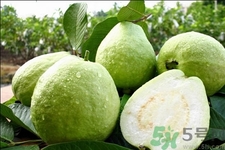 芭樂怎么吃？芭樂的營養(yǎng)價(jià)值與功效