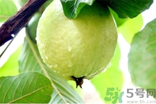 芭樂怎么吃？芭樂的營養(yǎng)價(jià)值與功效