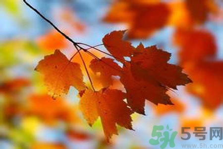 秋季上火怎么辦？秋天上火吃什么好？
