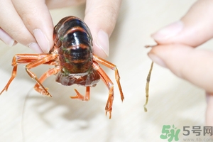 活蝦怎么處理干凈蝦線？活蝦怎么去蝦線？