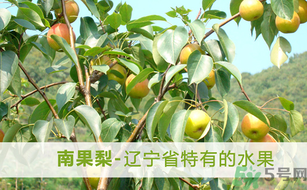 孕婦能吃南國梨嗎？南國梨孕婦可以吃嗎？