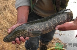財魚是發物嗎?財魚是不是發物?