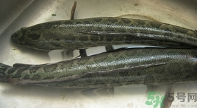 財魚是發物嗎?財魚是不是發物?