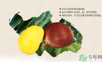 板栗和什么一起泡酒好？板栗泡酒的功效與作用有哪些？