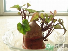 紅薯發芽了還能吃嗎?紅薯長芽有毒嗎?