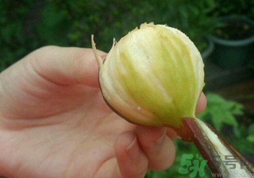 吃無(wú)花果要?jiǎng)兤?？吃無(wú)花果皮有什么好處？