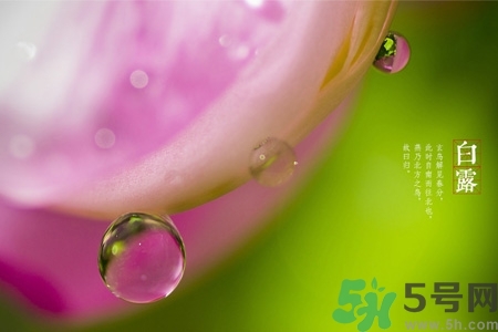 白露節吃什么？白露節的傳統美食有哪些？