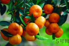 橘子可以多吃嗎？橘子吃多了會(huì)怎樣？