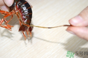 活蝦怎么處理干凈蝦線？活蝦怎么去蝦線？
