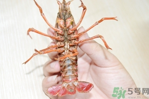 活蝦怎么處理干凈蝦線？活蝦怎么去蝦線？