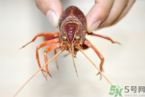 活蝦怎么處理干凈蝦線？活蝦怎么去蝦線？