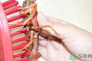 活蝦怎么處理干凈蝦線？活蝦怎么去蝦線？
