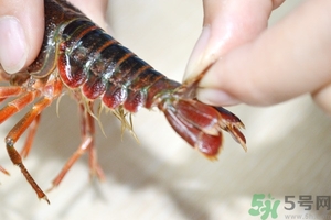 活蝦怎么處理干凈蝦線？活蝦怎么去蝦線？