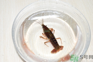 活蝦怎么處理干凈蝦線？活蝦怎么去蝦線？
