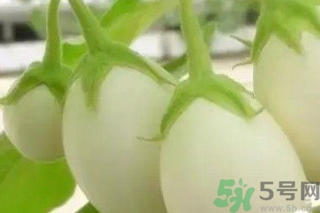 蛋樹是什么？蛋樹可以吃嗎？