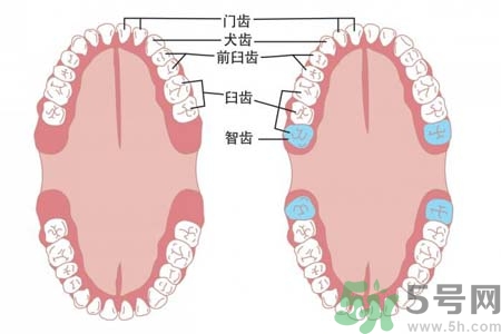 長智齒疼痛怎么辦？長智齒牙齦腫了怎么辦？