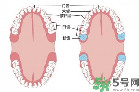 智齒橫著長(zhǎng)怎么辦？智齒橫著長(zhǎng)一定要拔了嗎？