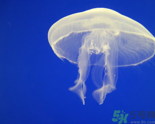 海蜇是水母嗎？海蜇和水母的區別