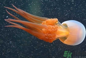 海蜇是發物嗎？手術后可以吃海蜇嗎？