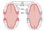 智齒橫著長(zhǎng)怎么辦？智齒橫著長(zhǎng)一定要拔了嗎？