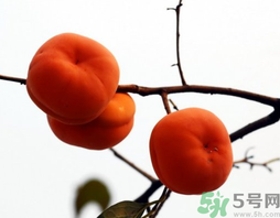 吃柿子會胖嗎？柿子吃多了會胖嗎？