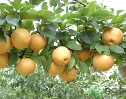 吃豐水梨的好處？豐水梨好吃嗎？