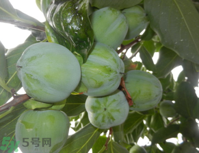 孕婦可以吃青柿子嗎？青柿子孕婦可以吃嗎？