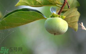 孕婦可以吃青柿子嗎？青柿子孕婦可以吃嗎？
