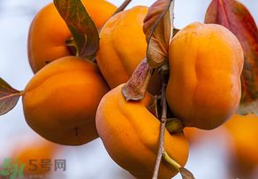 為何叫懶柿子？懶柿子的營養(yǎng)價值？