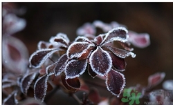霜降為什么要吃柿子？霜降吃柿子有什么好處？