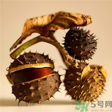 板栗生吃好還是熟吃好?板栗生吃與熟吃的區別