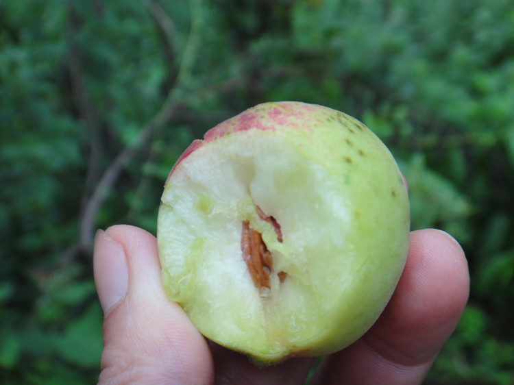 野桃子能吃嗎？野桃子核的功效與作用