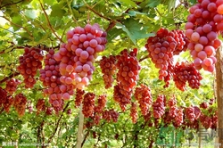 葡萄酒怎么做？葡萄酒什么時(shí)候喝最好？