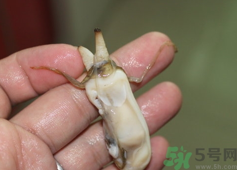 蟶子肚子里黑的能吃嗎？蟶子肚子里黑的是什么？