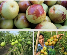 冬棗什么時候上市？冬棗是什么季節的？