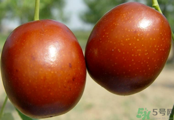 新鮮紅棗補血嗎?吃新鮮紅棗補血嗎? 新鮮紅棗補血嗎?吃新鮮紅棗補血嗎?