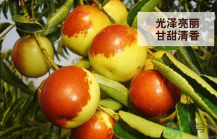 新鮮大棗孕婦可以吃嗎?孕婦可以吃新鮮大棗嗎 新鮮大棗孕婦可以吃嗎?孕婦可以吃新鮮大棗嗎