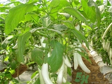 白茄子好還是紫茄子好?白茄子和紫茄子的區別