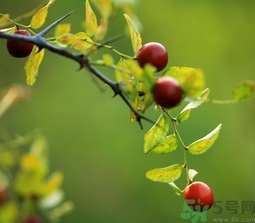 酸棗什么時(shí)候成熟？酸棗什么時(shí)候上市？