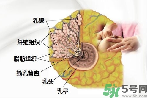 乳汁是怎樣形成的？怎樣才能讓乳汁更多？