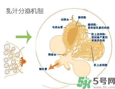 乳汁是怎樣形成的？怎樣才能讓乳汁更多？
