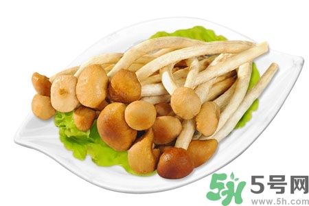 茶樹菇的營養價值 茶樹菇的功效與作用