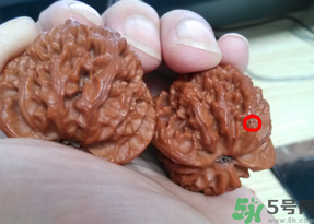 核桃長蟲了還能吃嗎？核桃長蟲子怎么處理？
